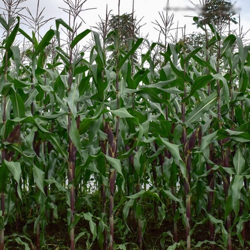 benih jagung 5 benih jagung 5