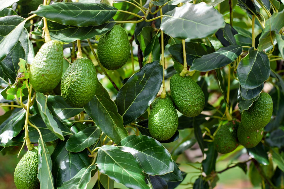 buah alfukat buah alfukat