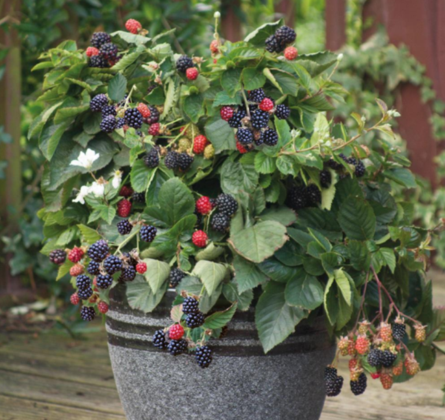 buah blackberry buah blackberry