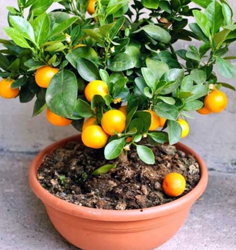 buah jeruk buah jeruk
