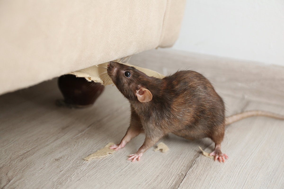 tikus rumah tikus rumah